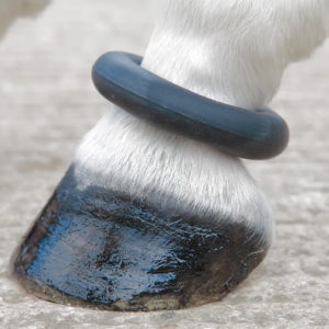 SHIRES Fesselring