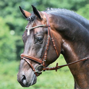 BUSSE Zaum Arezzo