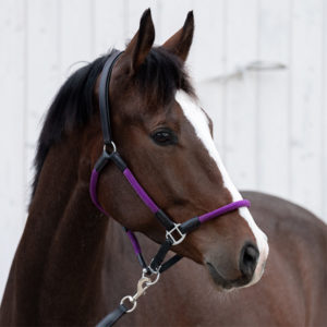 KAVALKADE Seil-Halfter Cavo mit Strick